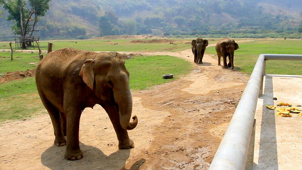 Elephant Nature Park, Chiang Mai.