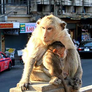 Lopburi, la ciudad de los monos