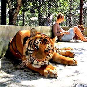 Tiger Kingdom Chiang Mai