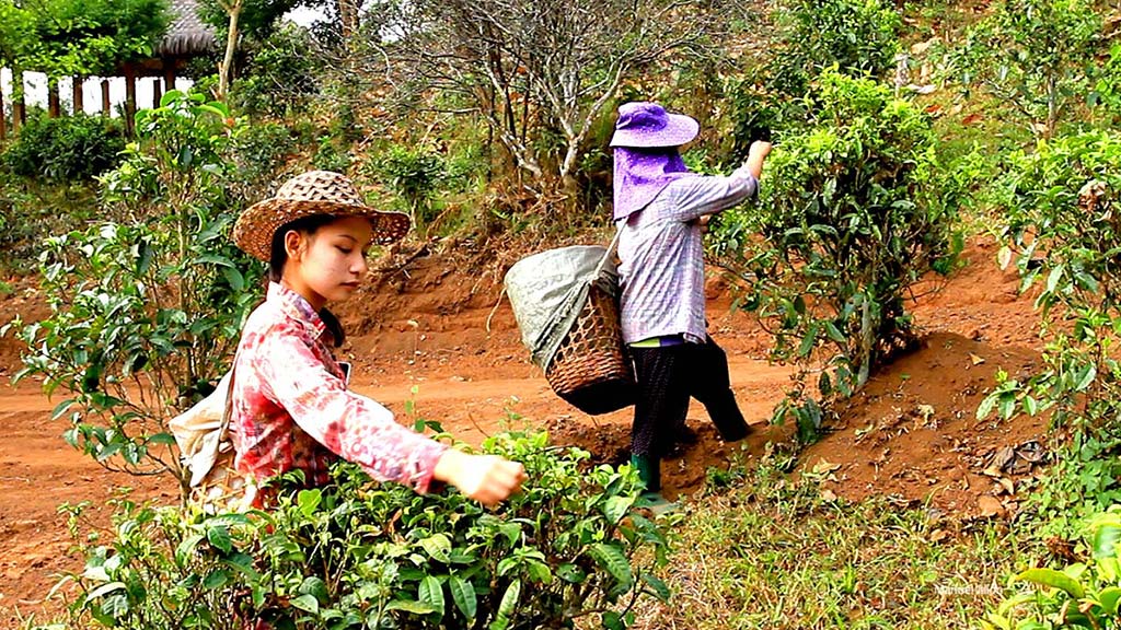 Working in a tea plantation, Lahu Tribe.