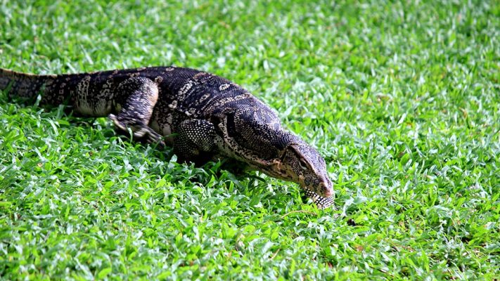 Lumpini Park, Bangkok.